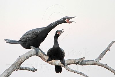 _MG_6438 Neotropic Cormorant.jpg