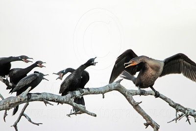 _MG_6493 Neotropic & Double-crested Cormorant.jpg
