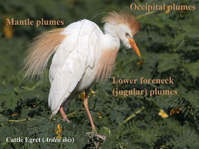 Cattle Egret plumes – nomenclature