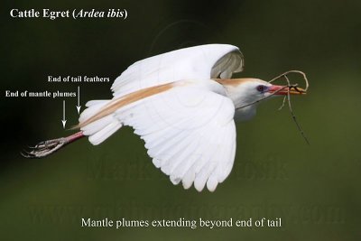_MG_6178 Cattle Egret mantle plumes.jpg