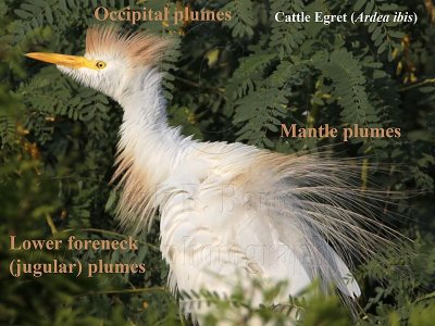 _MG_8300 Cattle Egret plumes.jpg