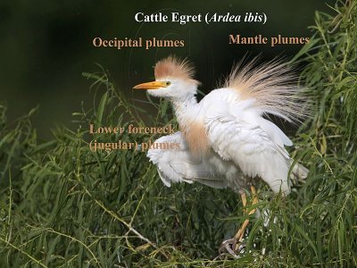 _MG_9153 Cattle Egret plumes.jpg