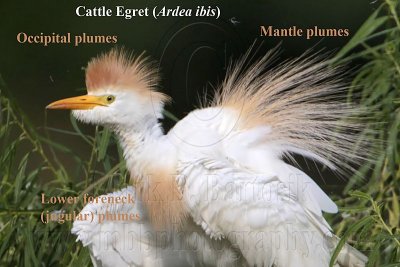 _MG_9153cropCattle Egret plumes.jpg