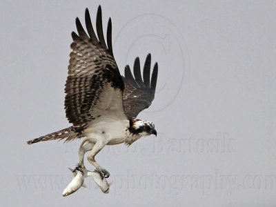 _MG_5100 Osprey.jpg