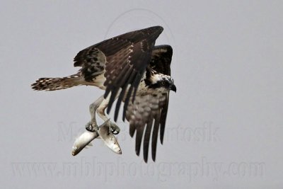Osprey catching two fish in one dive — one in each talon