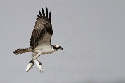 _MG_5104 Osprey.jpg