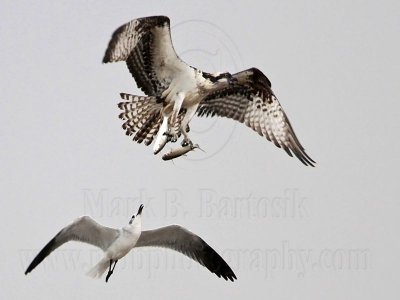 _MG_5138 Osprey & Laughing Gull.jpg