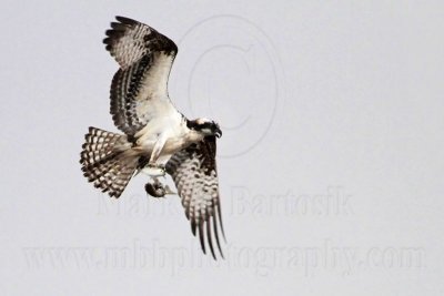 _MG_5141crop Osprey.jpg