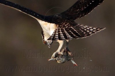 First record of Osprey taking blue crab