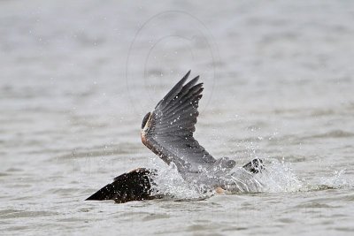 _MG_1297 Great-blue Heron.jpg