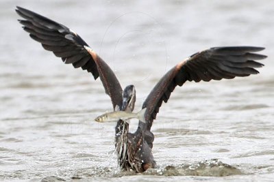 _MG_1302 Great-blue Heron.jpg