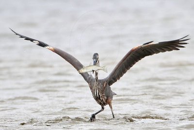 _MG_1304 Great-blue Heron.jpg