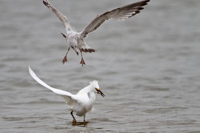 _MG_0418 Snowy Egret & Ring-billed Gull.jpg