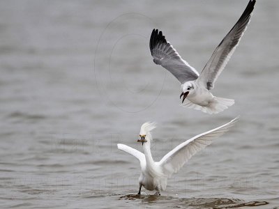 _MG_0423 Snowy Egret & Laughing Gull.jpg