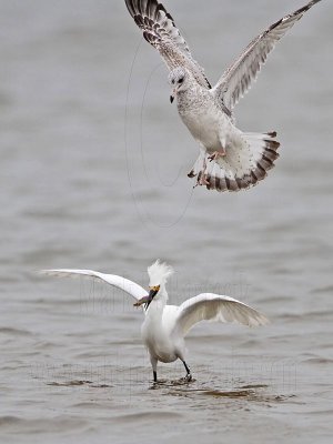 _MG_0436 Snowy Egret & Ring-billed Gull.jpg