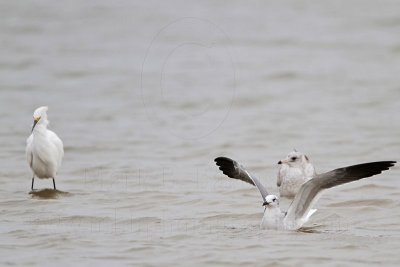 _MG_0451 Snowy Egret, Laughing Gull & Ring-billed Gull.jpg
