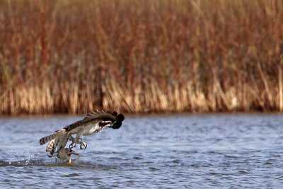 _MG_4230 Osprey.jpg