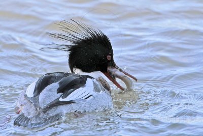 _MG_6206 Red-breasted Merganser.jpg