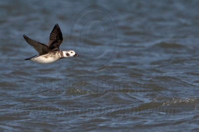 _MG_7402 Long-tailed Duck.jpg