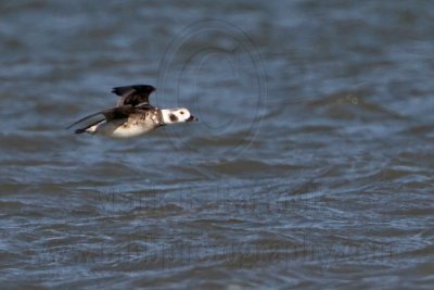 _MG_7408 Long-tailed Duck.jpg