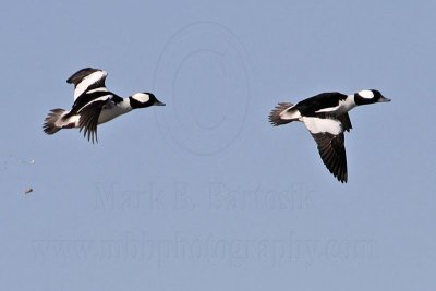 _MG_7169 Bufflehead.jpg