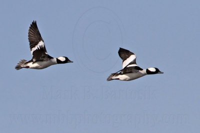 _MG_7171 Bufflehead.jpg