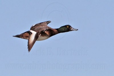 _MG_7055 Greater Scaup.jpg