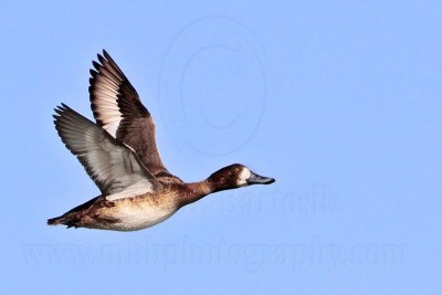 _MG_7087 Greater Scaup.jpg