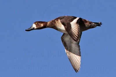 _MG_7238 Greater Scaup.jpg