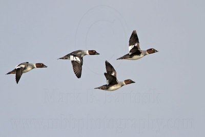 _MG_5598 Common Goldeneye.jpg