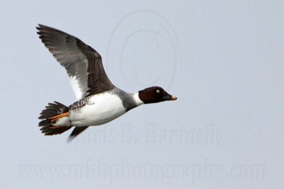 _MG_5843 Common Goldeneye.jpg