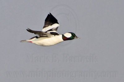 _MG_4714 Bufflehead.jpg