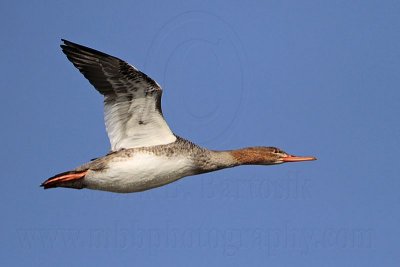 _MG_5910 Red-breasted Merganser.jpg