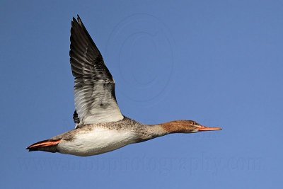 _MG_5911 Red-breasted Merganser.jpg