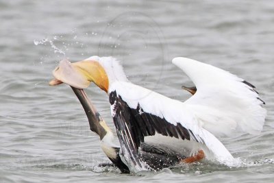 Brown and American White Pelican  fighting over fish