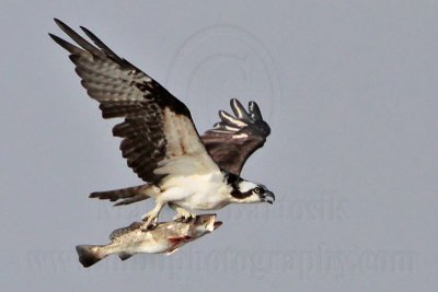 Osprey with 44cm Spotted Seatrout