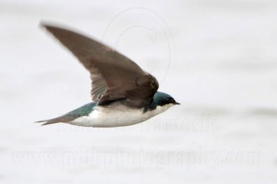 _MG_2496 Tree Swallow.jpg