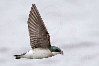 _MG_2662 Tree Swallow.jpg