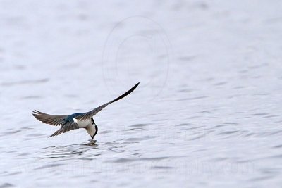 _MG_2872 Tree Swallow.jpg