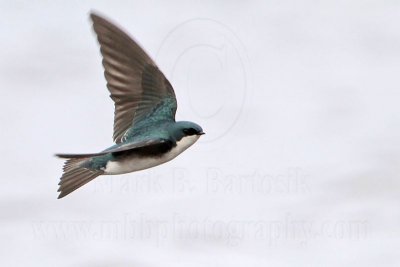 _MG_2916 Tree Swallow.jpg