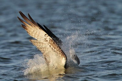 _MG_3450 Osprey.jpg