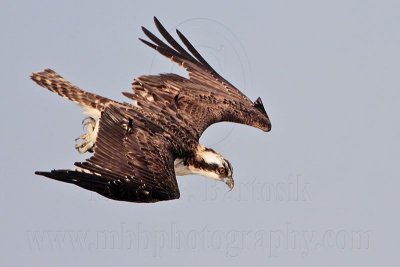 _MG_2711 Osprey.jpg