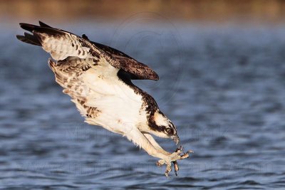 _MG_2715 Osprey.jpg