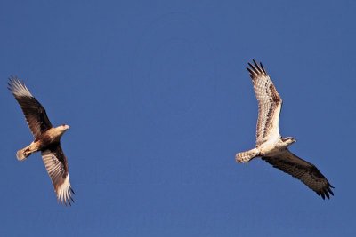 Crested Caracara harassing Osprey with fish - chase#3