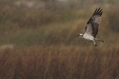 _MG_7757 Osprey.jpg