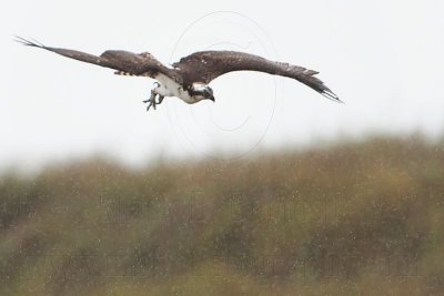 _MG_8405 Osprey.jpg