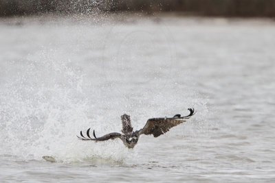 _MG_9436 Osprey.jpg