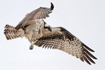 _MG_9591 Osprey.jpg