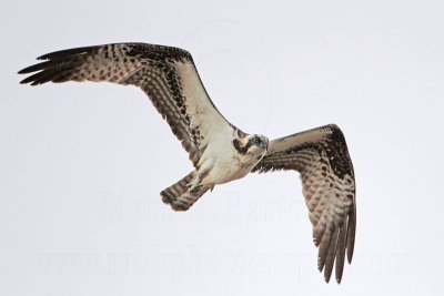 _MG_9751 Osprey.jpg