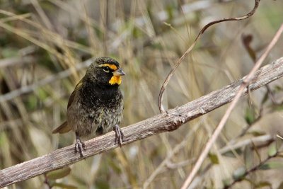 _MG_7469 Yellow-faced Grassquit.jpg